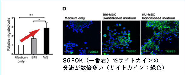 SGFOK(臍帯由来サイトカイン)の効果・優位性