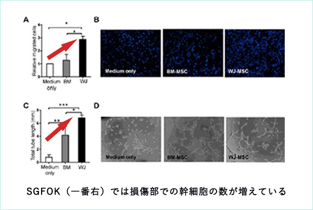SGFOK(臍帯由来サイトカイン)の効果・優位性