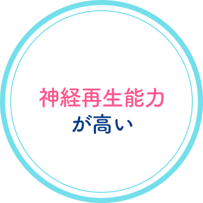 神経再生能力が高い