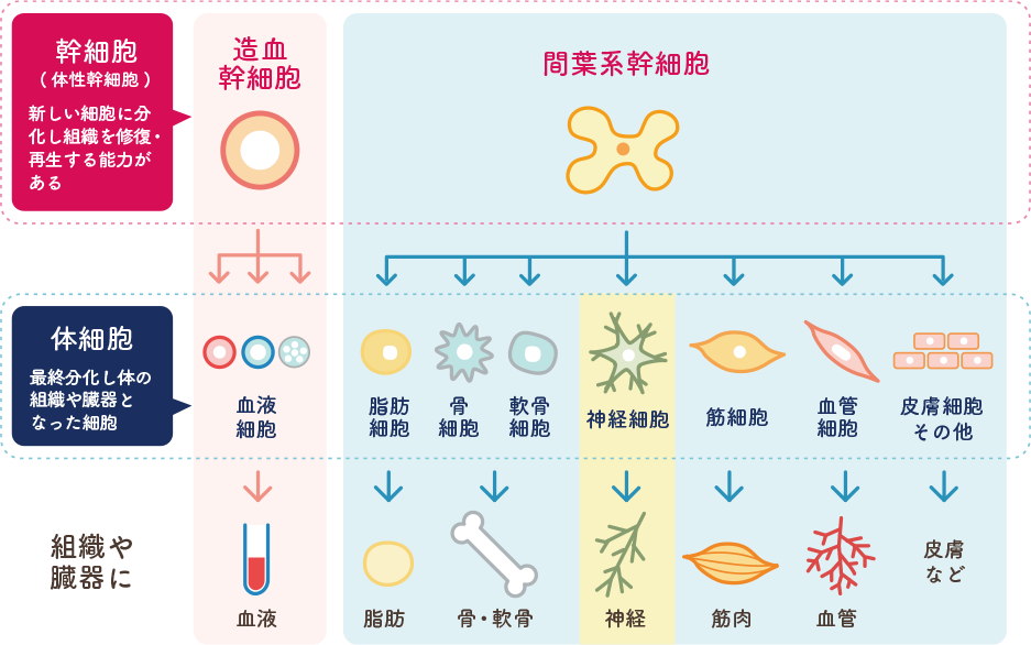 「幹細胞」と「体細胞」。色々な臓器や組織、神経などのなった体細胞になる前の、まだ可能性を秘めた未分化の細胞の事を「幹細胞」といい、この幹細胞を使用した再生医療を当院は行っております。
