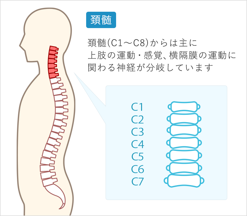 頚髄(C1～C8)からは主に上肢の運動・感覚、横隔膜の運動に関わる神経が分岐しています