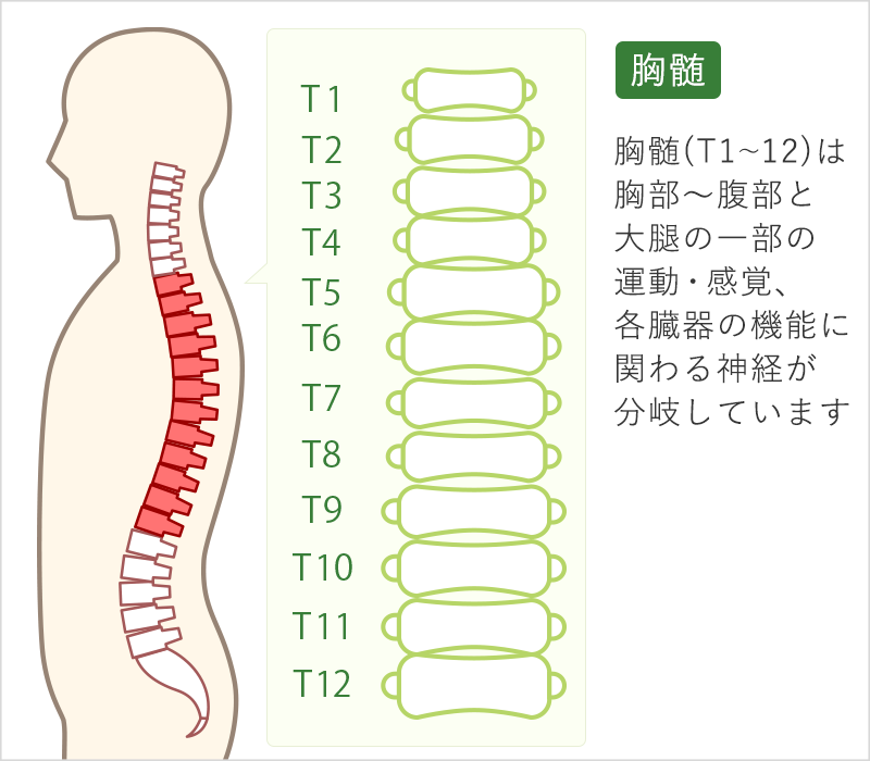 胸髄(Th1～12)は胸部～腹部と大腿の一部の運動・感覚、各臓器の機能に関わる神経が分岐しています