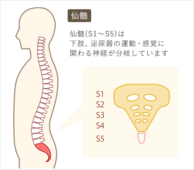 仙髄(S1～S5)は下肢、泌尿器の運動・感覚に関わる神経が分岐しています