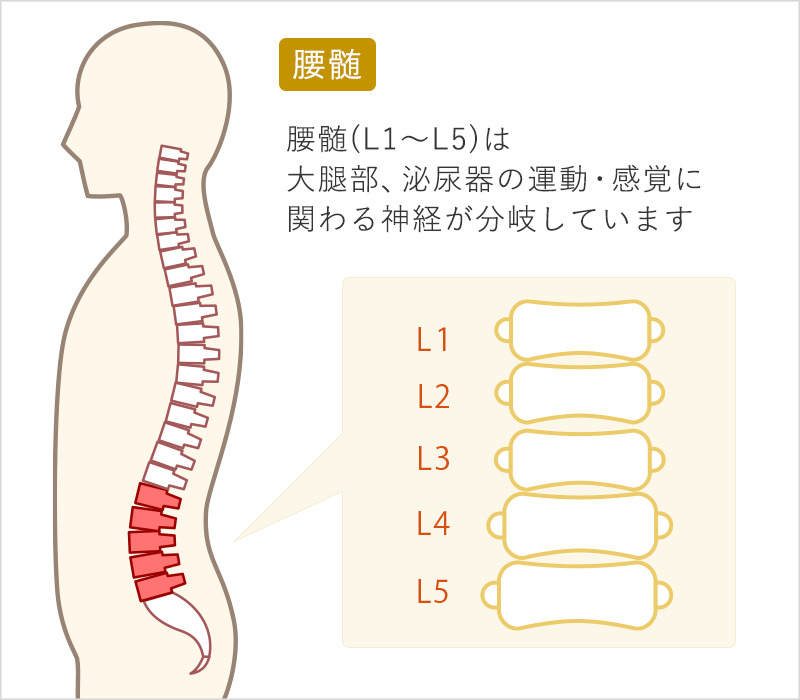 腰髄(L1～L5)は大腿部、泌尿器の運動・感覚に関わる神経が分岐しています