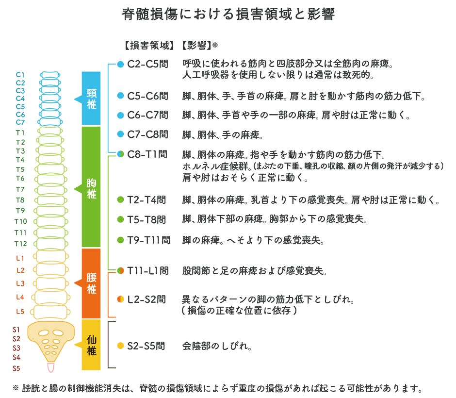 脊髄ショック