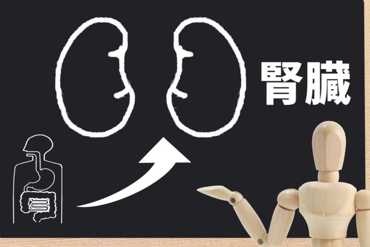 排尿障害を放置すると腎臓への負担が大きくなる